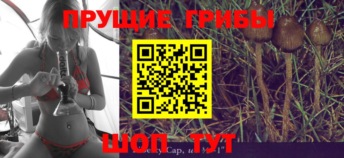 Галлюциногенные грибы Psilocybine cubensis Пушкино